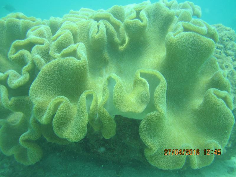 Large coral