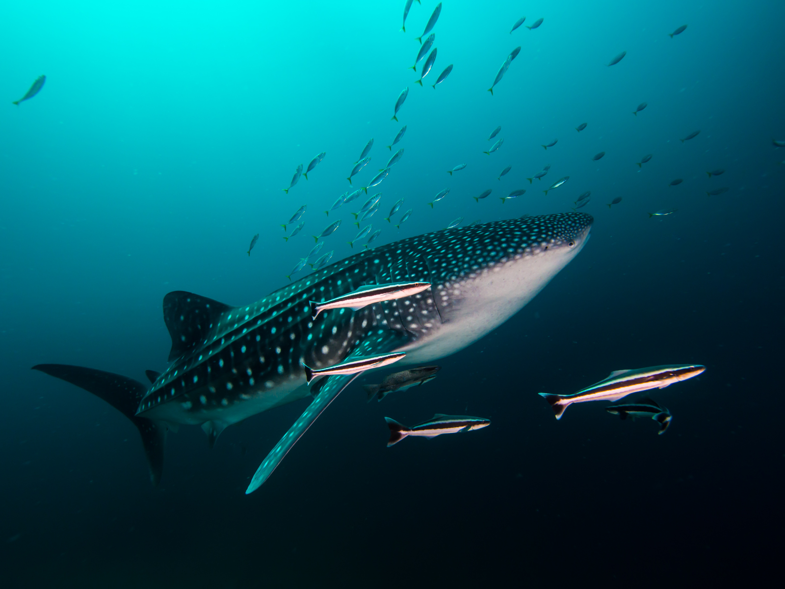 Whaleshark with an entourage of remoras and cobias