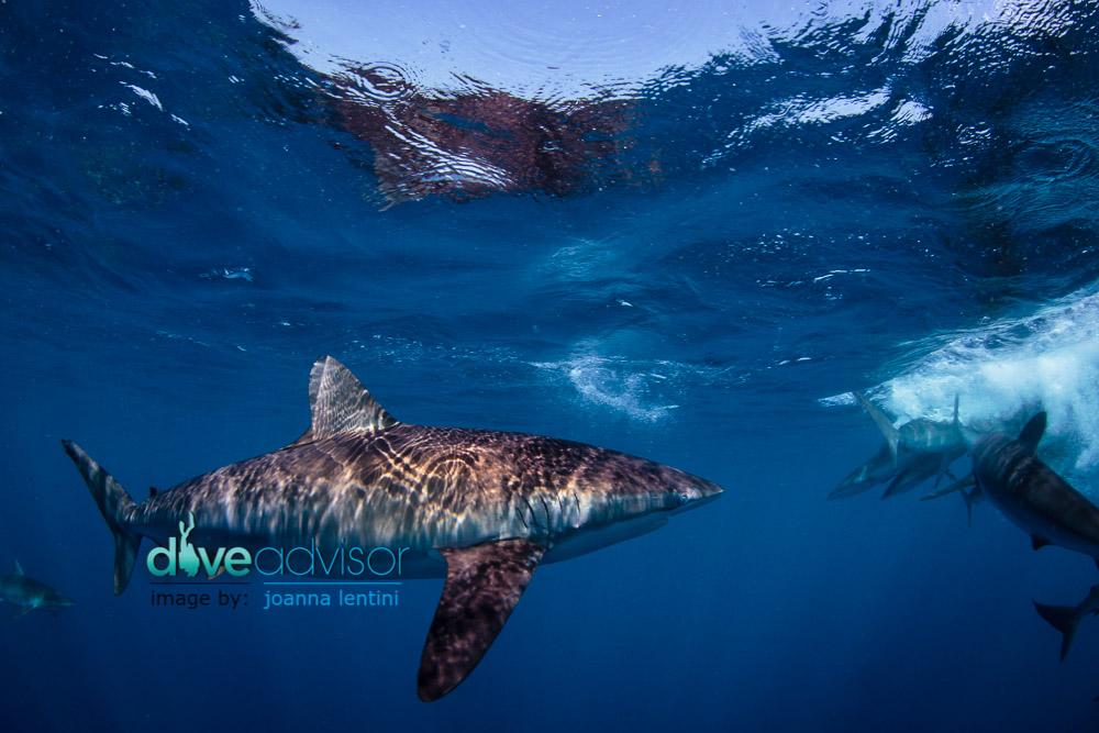 A great site for adrenaline junkies. In Jardines de la Reina you'll have the opportunity to get up close and personal with dozens of  Silky Sharks. 