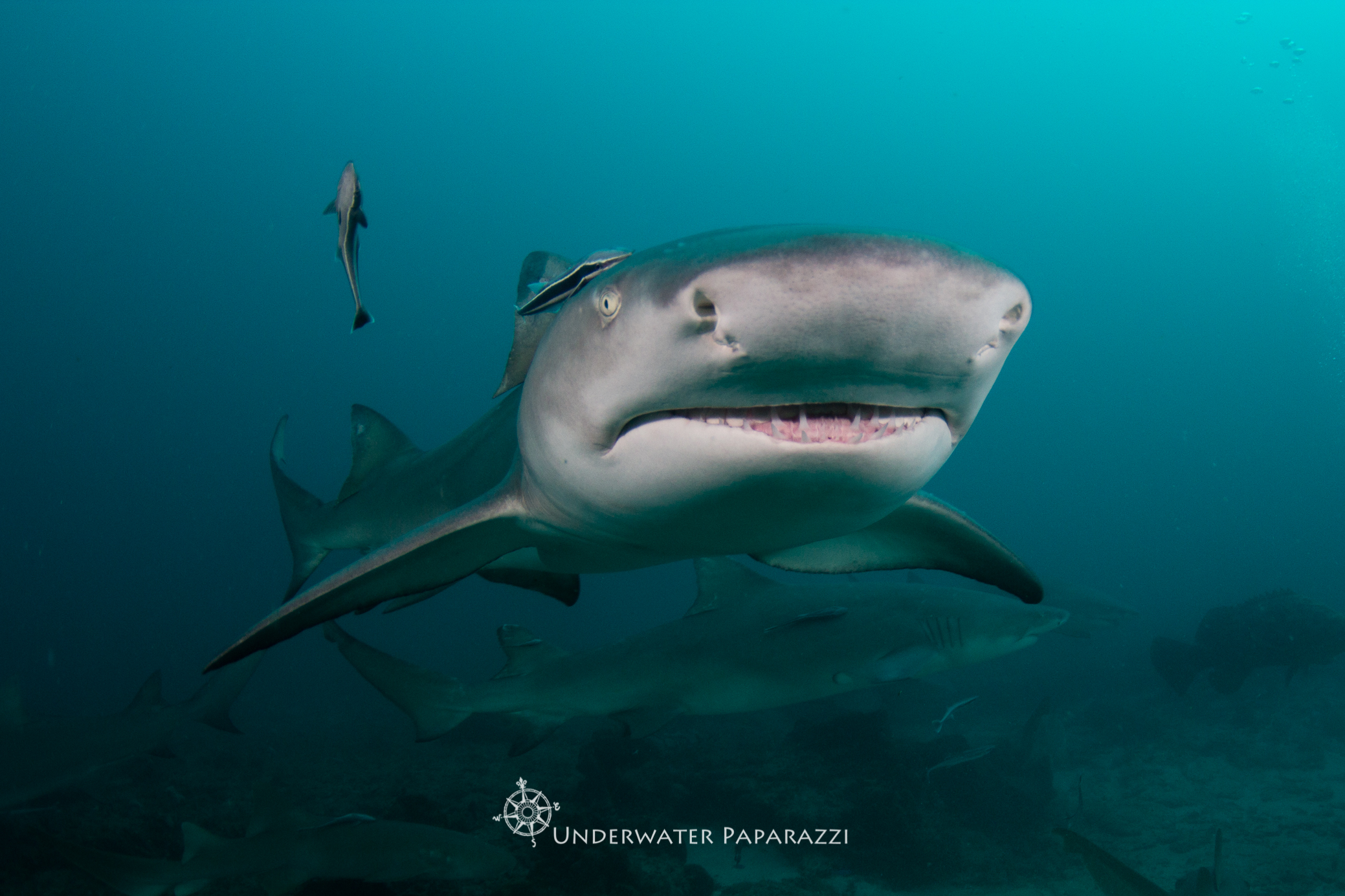 Diving with Lemon sharks in Jupiter, Florida