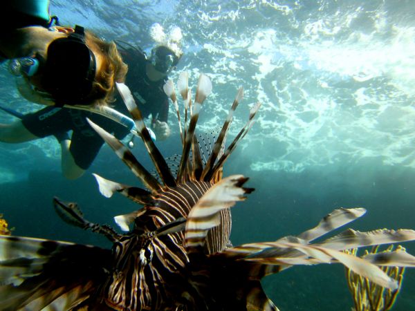Lion Fish - Picture by Sieebrt Phillippe
Camera - SeaLife DC140
Location - Las Terrenas, Dominican Republic 