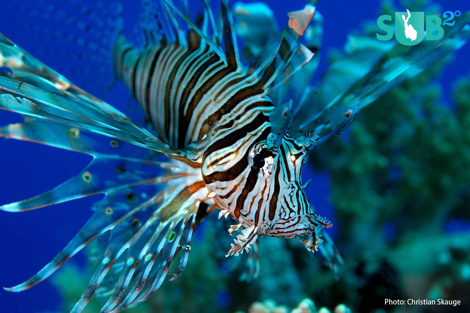 Curious divers should not touch these friendly and brave little fish. Their spiny fan-like projections are poisonous.