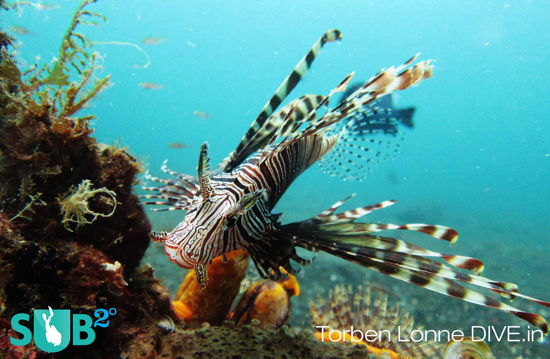 The lionfish is venomous and one of the most ravenous predators in the underwater world.