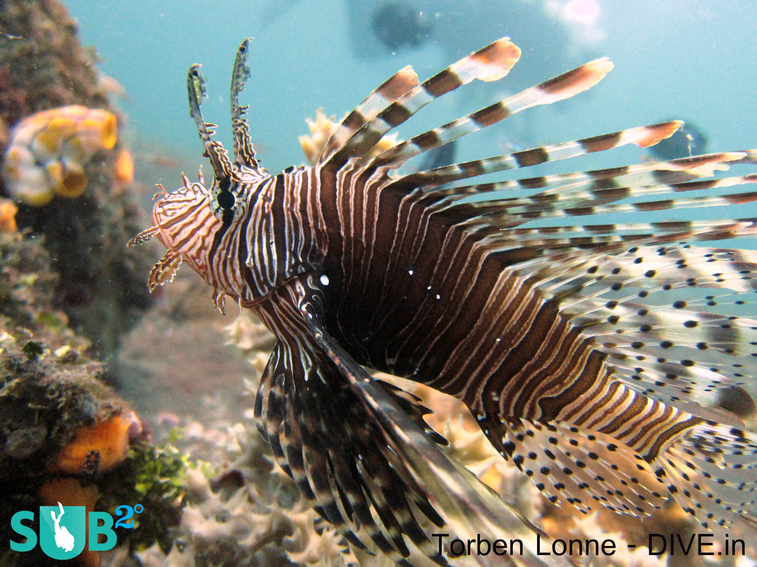 The lionfish has a stunning camouflage that it uses to effectively stalk its prey. Its outstretched and elongated pectoral fins are used to corner small fish, like Damsels, and to engulf them easily.