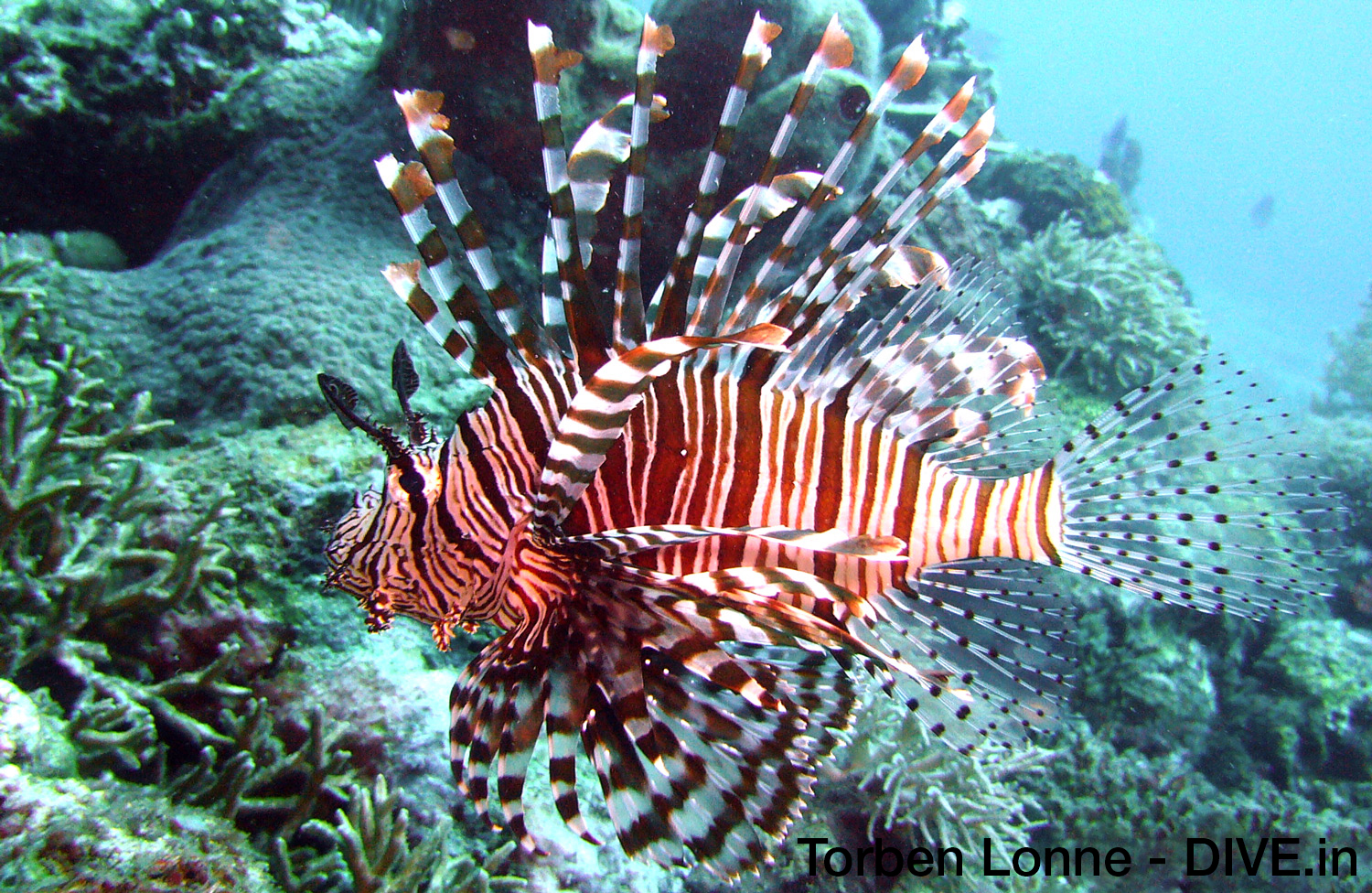 Lionfish in full profile. Moving to the side when diver approach. Picture taken in Indonesia. 