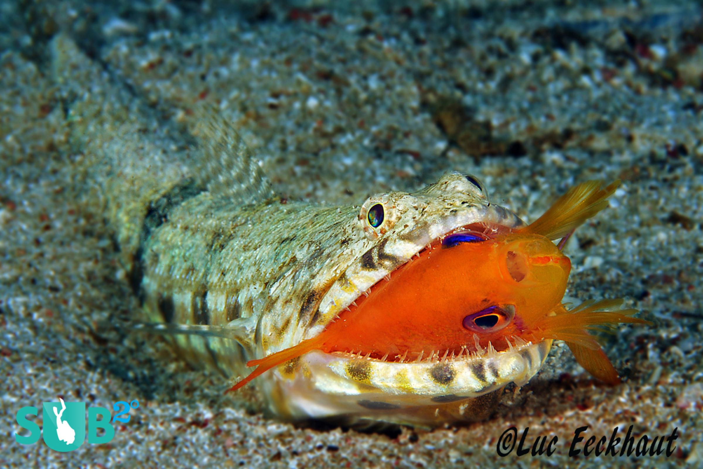 Lizardfish with Anthias