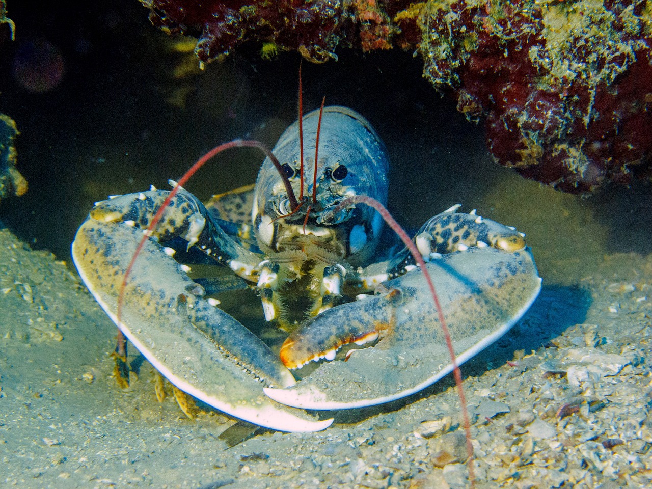 lobster, a specialty on the island of Hvar