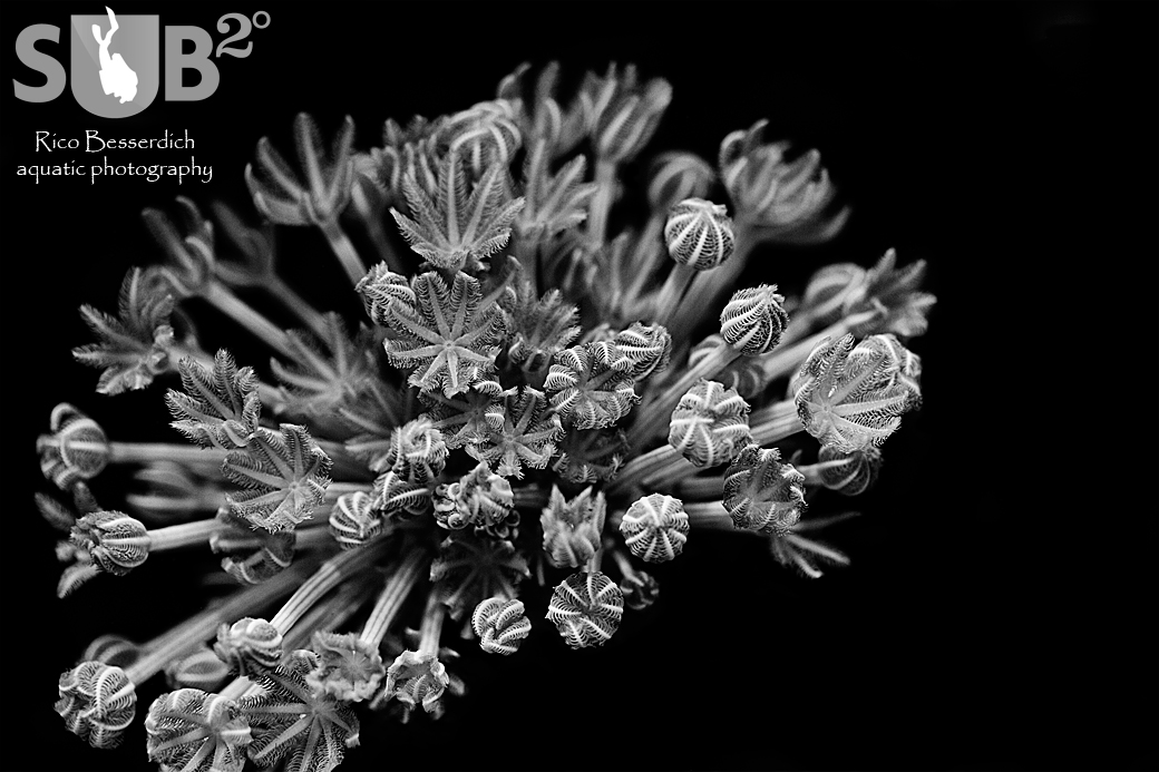 Small subjects such as soft corals have a black and white potential too. Again: Look out for shapes and structures.