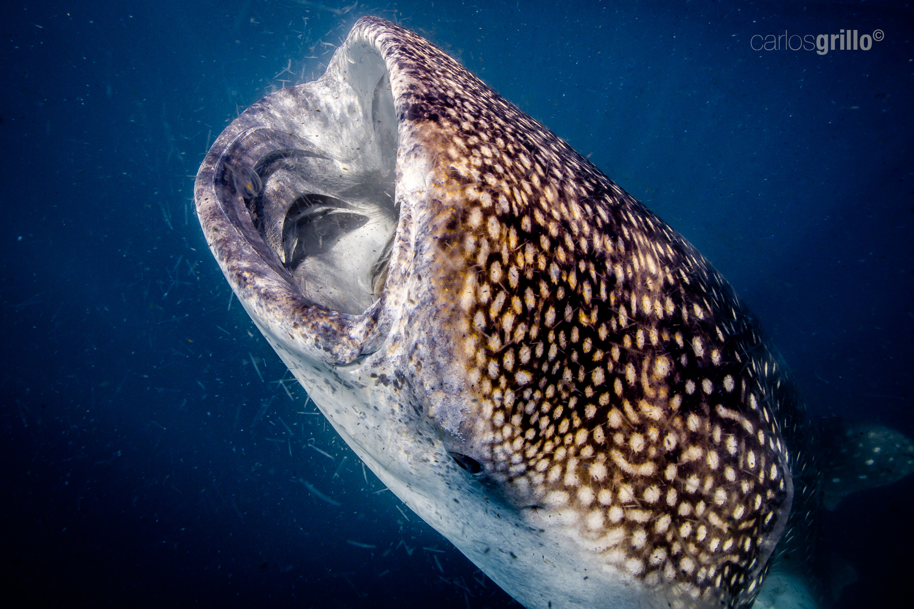Whale shark eating your soup of krill and planktons. 