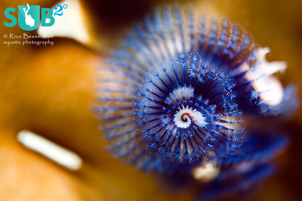 It is the different angle that makes this common christmas tree worm look interesting again.