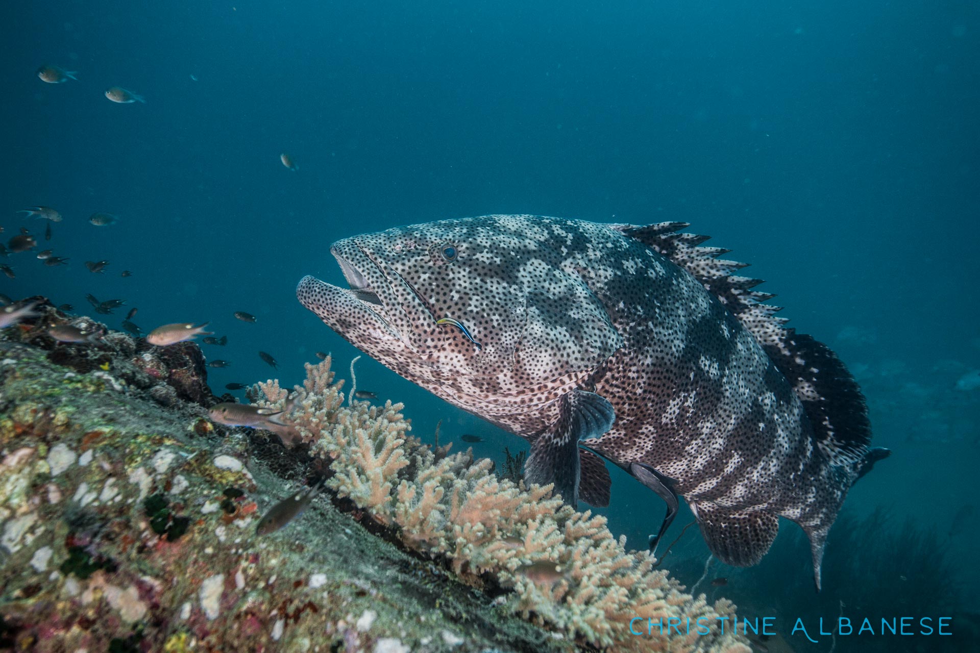 Malabar groupers (Epinephelus Malabaricus) around Koh Tao are actually quite approachable unlike the other species we have around here which tend to be a little skittish. They are the biggest species we have in this area, some reaching almost a metre in length! 