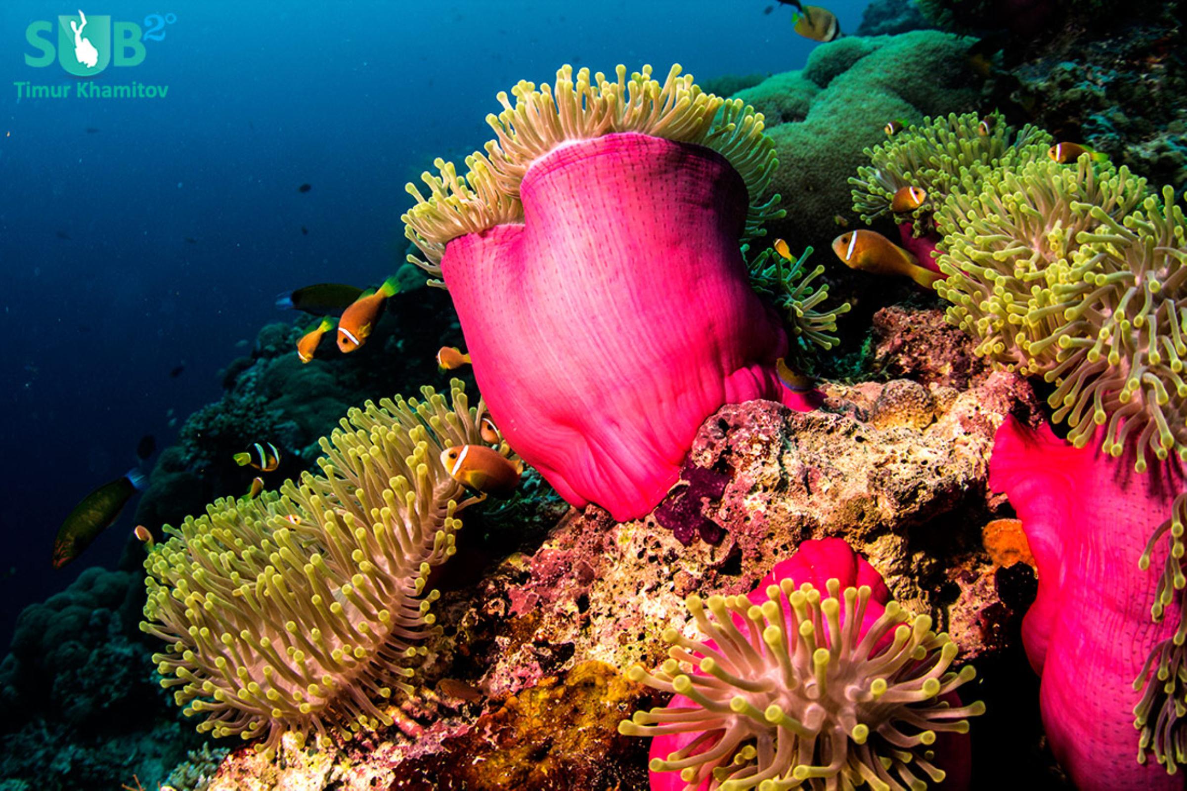 You'll find beautiful, healthy and colorful corals growing underwater in Malaysia, coupled with a diverse marine life.  