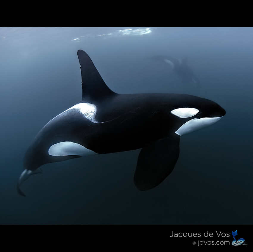 People ask what I felt when being this close to #orca #underwater and it is very hard to put into words.. . Underneath all the mixed emotions of excitement, nerves and awe, there is an absolute 'certainty' about them (for lack of a better word) which projects a sense of #power I've never experienced in the presence of any other animal... Screen grab from video shot with @ikelite underwater systems 🐙