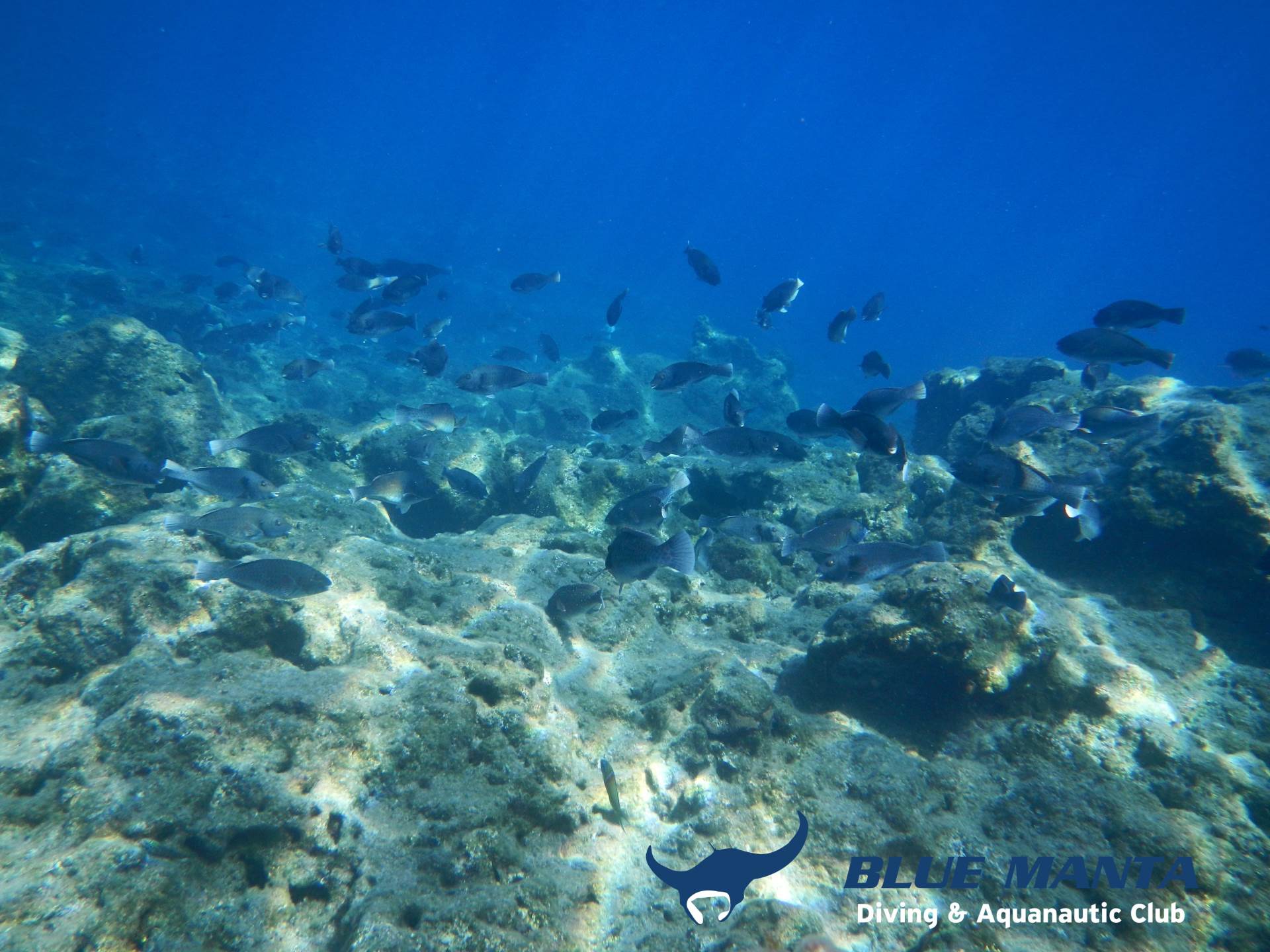 A school of more than 200 male mediterranean parrotfish foraging the reef of Kakava at SE Kefalonia