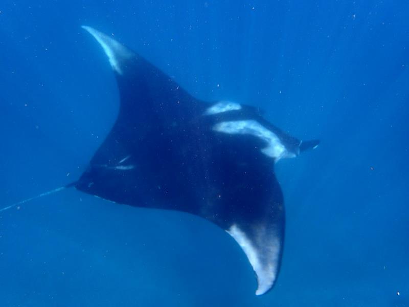 manta ray 3