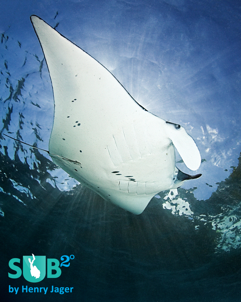 Diving with Mantas is one of the most exciting dives you can experience.