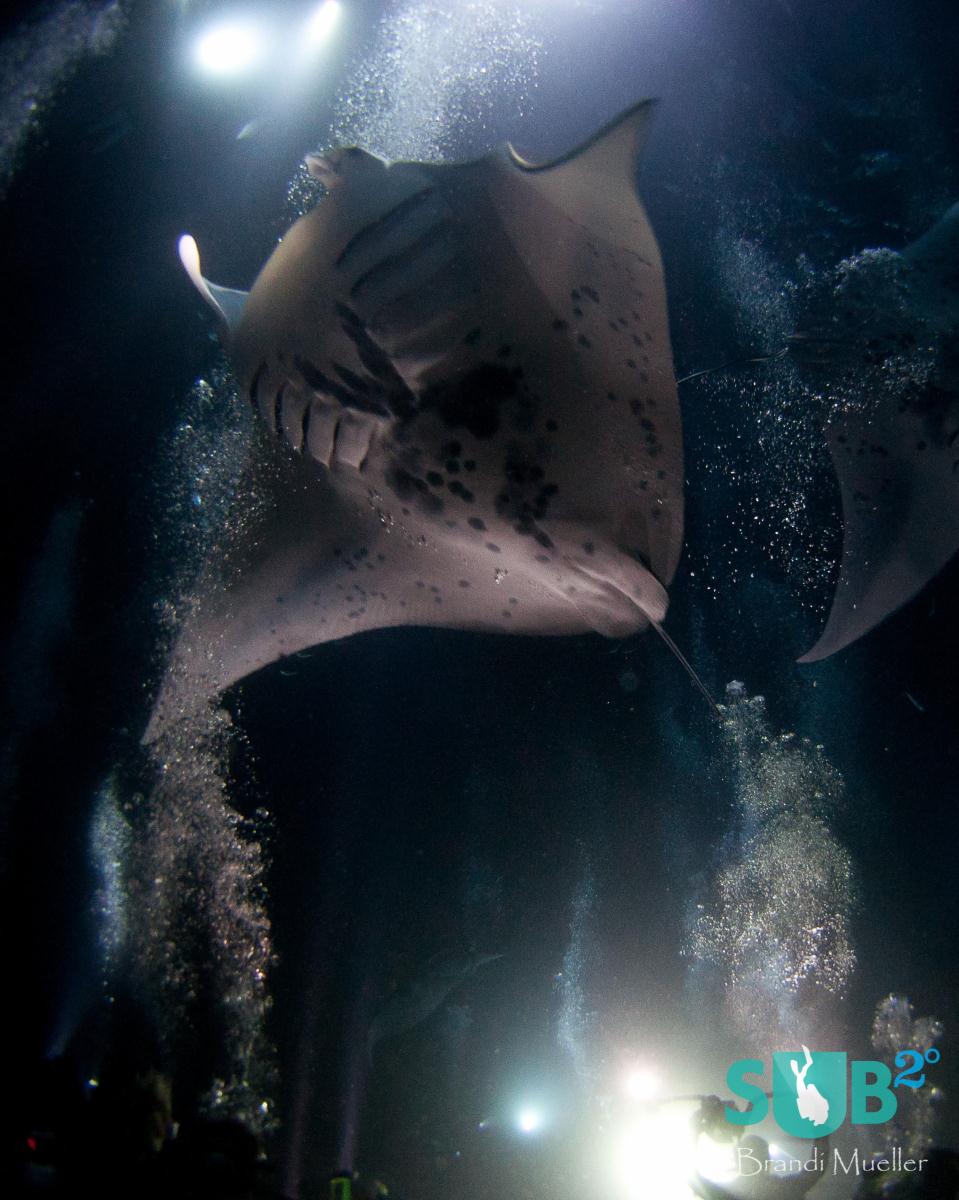 While feeding the mantas do large rolls or circles coming in to get as much plankton as they can and then circling back towards the surface and coming back down again for more food.