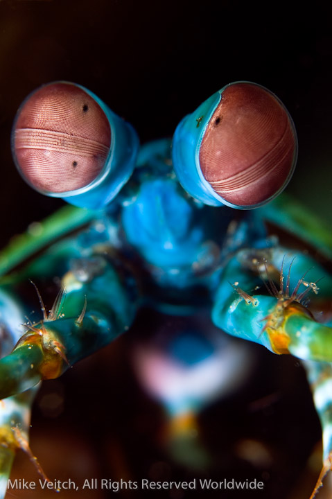 Mantis close up