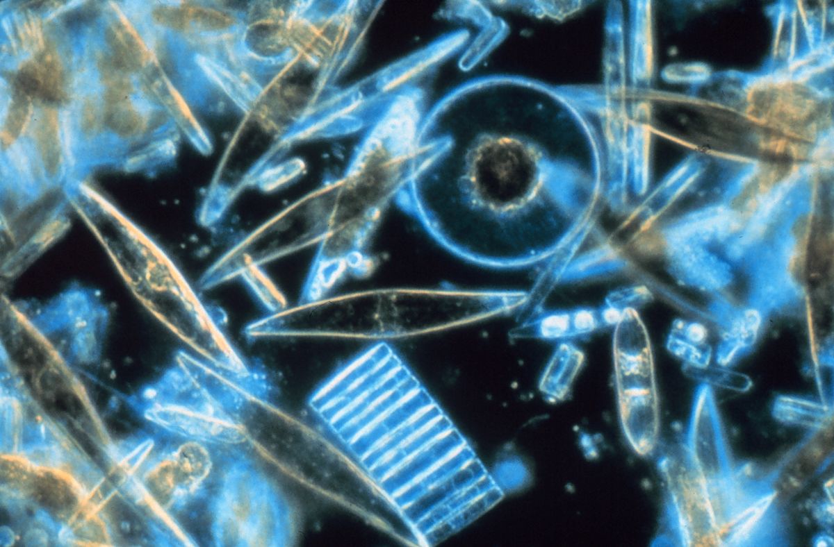Marine diatoms form hard silicate shells