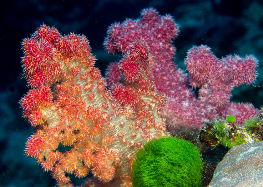 Matava Soft Corals