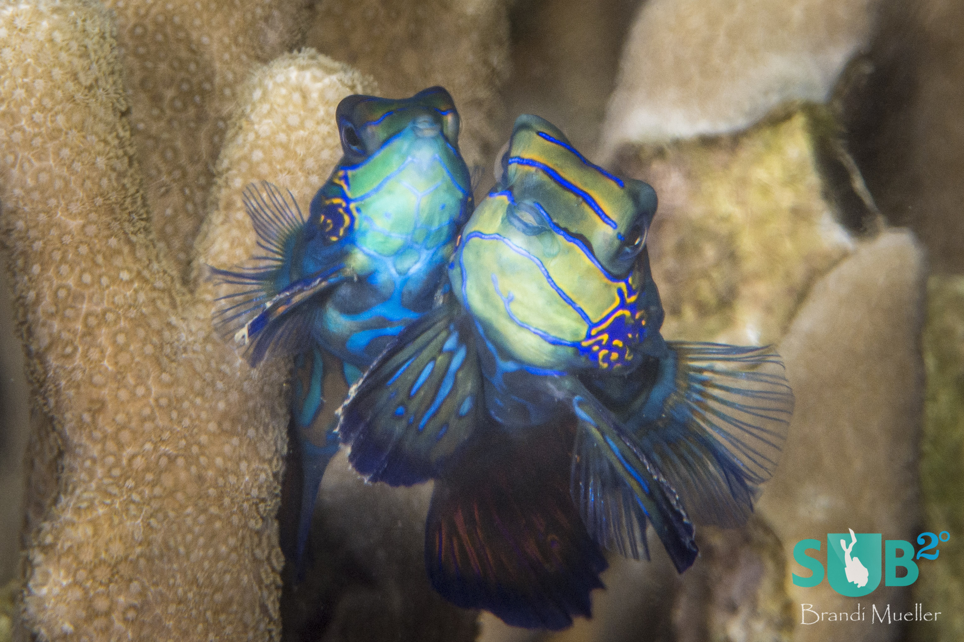 Just before the sun sets, mandarinfish rise out of the reef, cheek-to-cheek, to mate.
