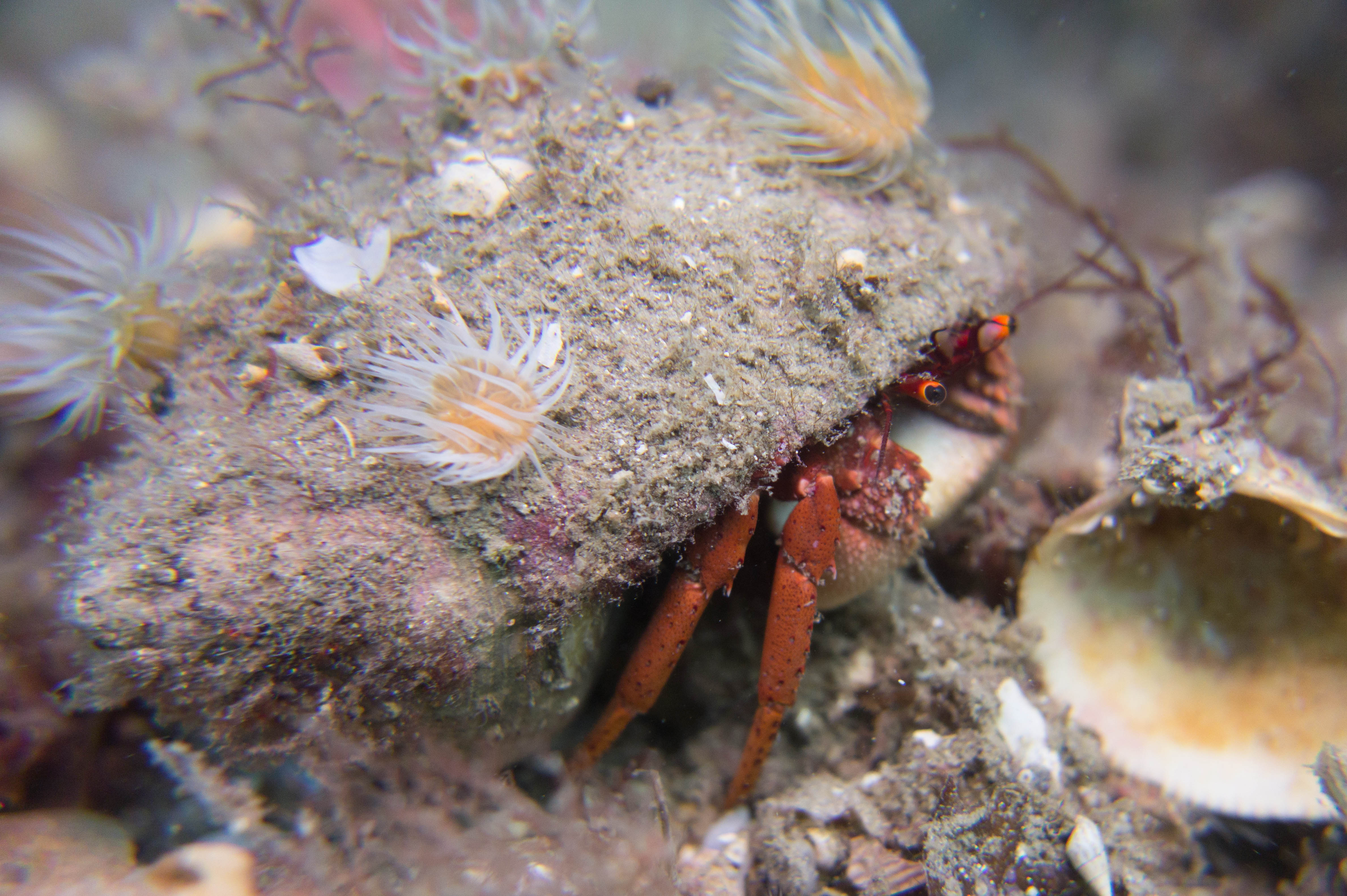 The common hermit crab and some piggybacking anemones
