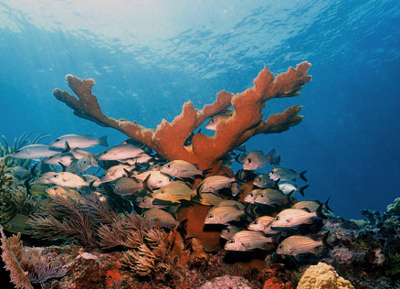 Molasses Reef, one of the most popular scuba diving destinations in North America, has experienced several bleaching events over the last 10 - 20 years.