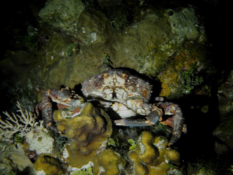 Monster Crab
