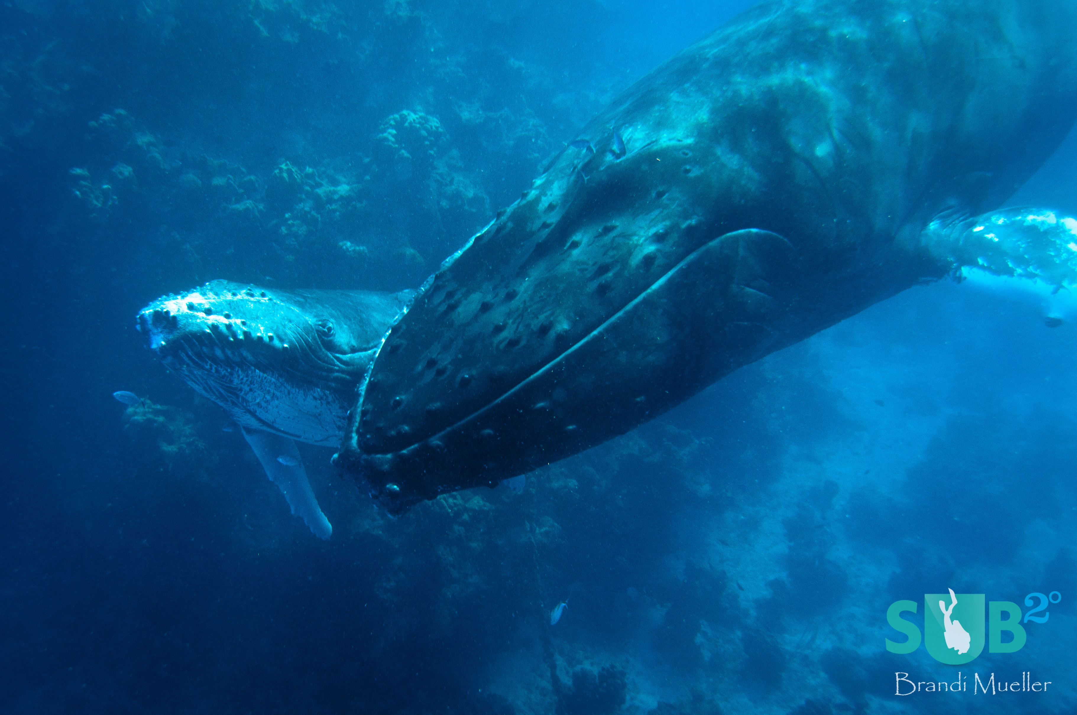 A baby humpback peaks out from under its mother's rostrum.