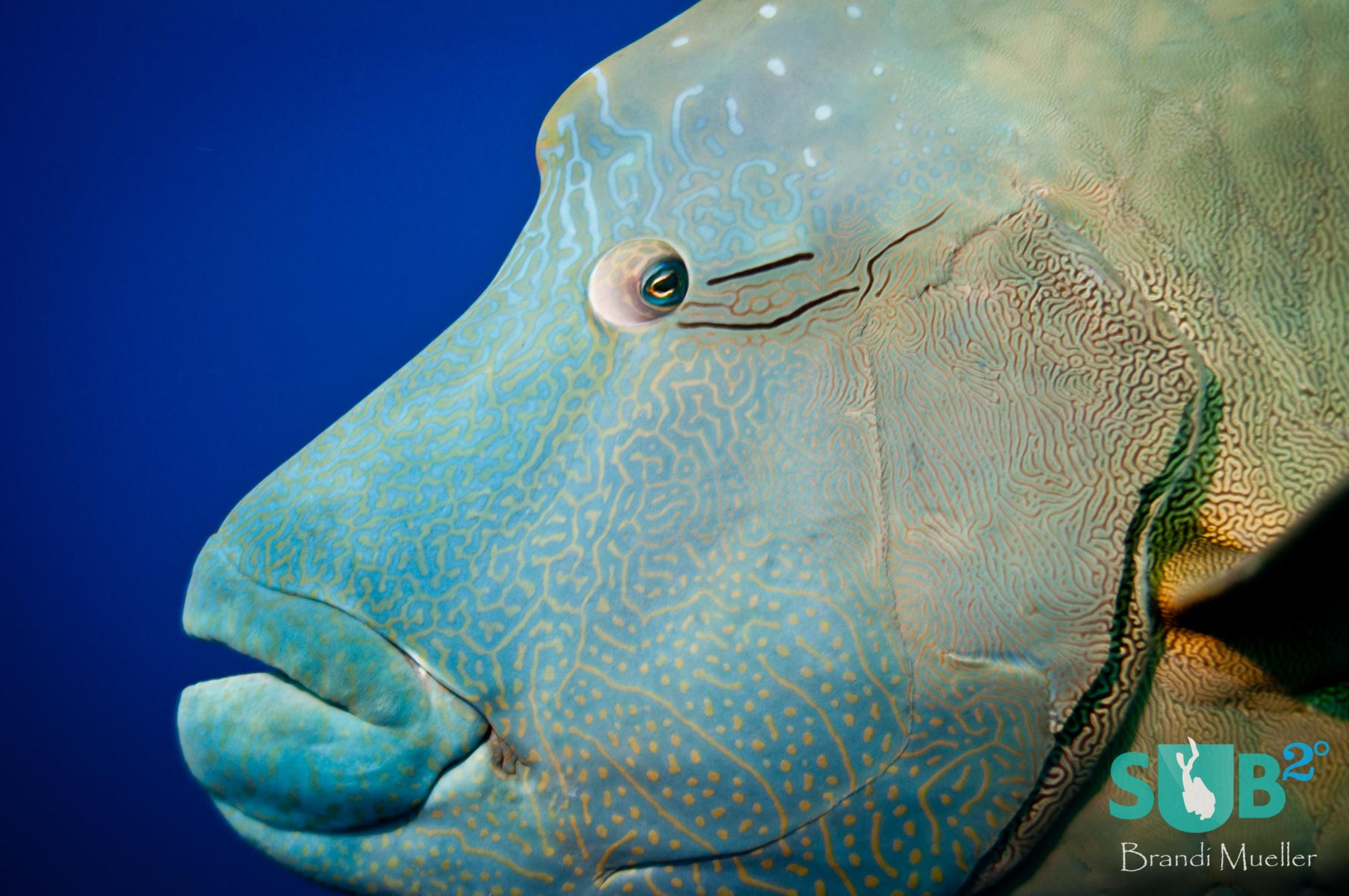 Friendly and large, the napolean wrasses act almost like puppy dogs at Blue Corner, coming very close to divers.