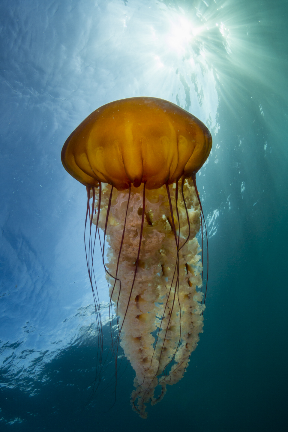 A sea nettle jellyfish drifts by during our safety stop, taken off of Monterey, CA