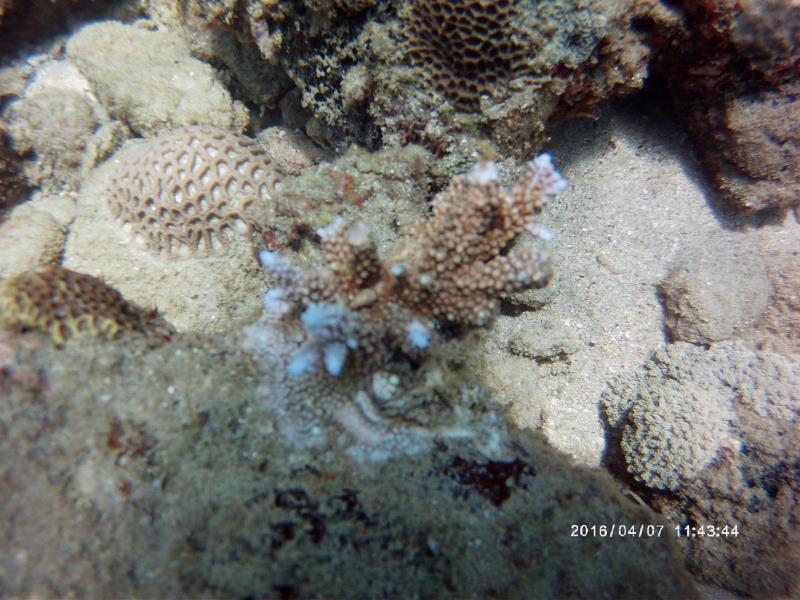 New site for coral found!