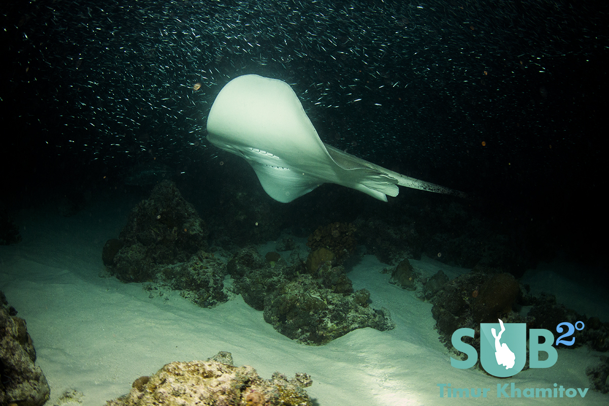 Awesome cowtail stingray that hung out with us for a while.
