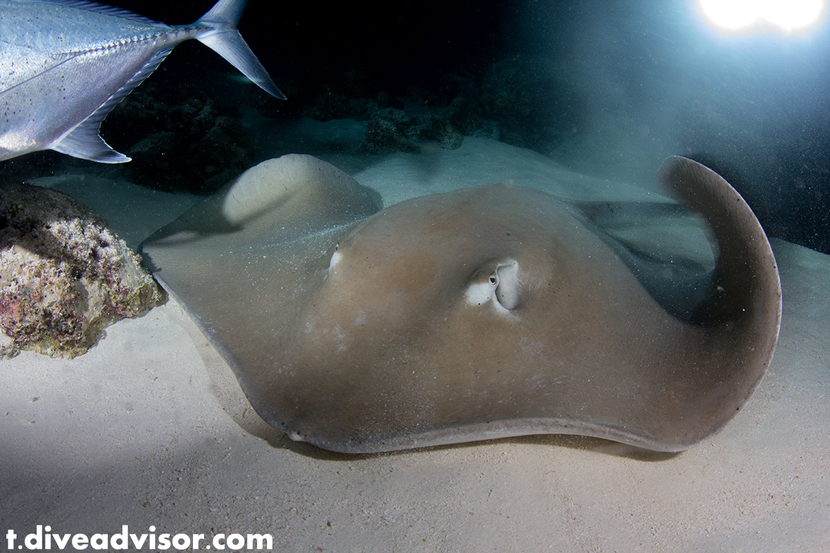Stingrays are probably even more present in Alimatha than Nurse Sharks, they are absolutely not shy and will literally push you out of their way.