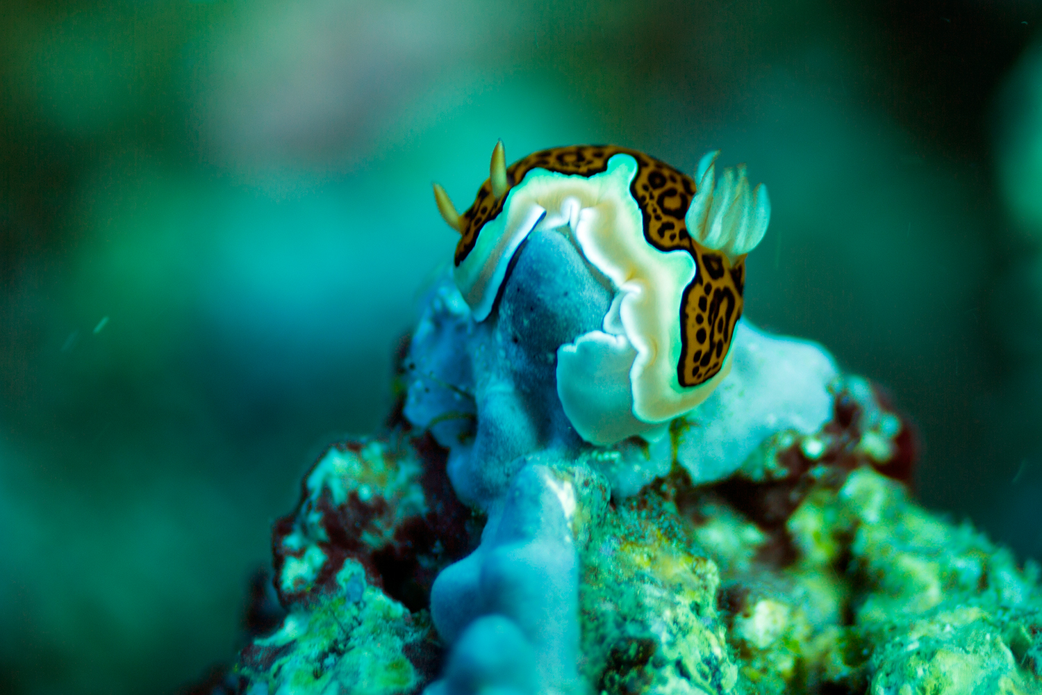 A little nudi clinging for its life in the strong Maldivian currents.