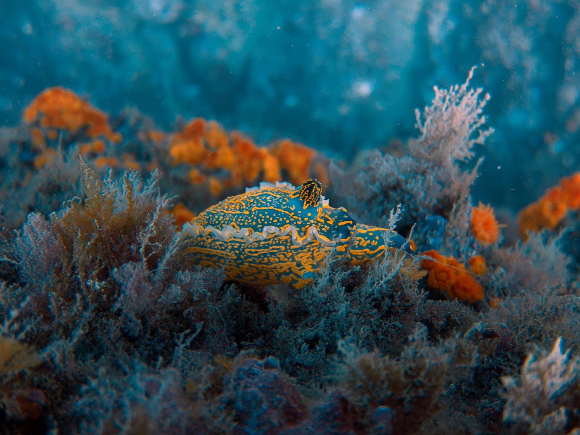 amazing nudibranch with orange coral in the back