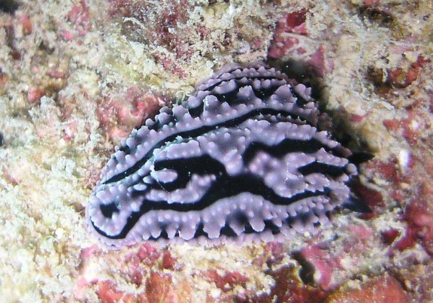 Nudibranch - Dive 286
