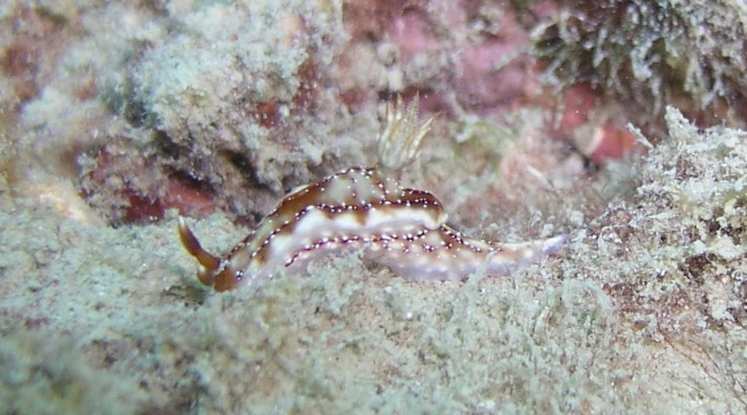 Nudibranch 1 - Dive 287