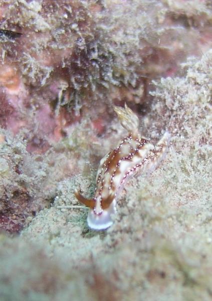 Nudibranch 2 - Dive 287