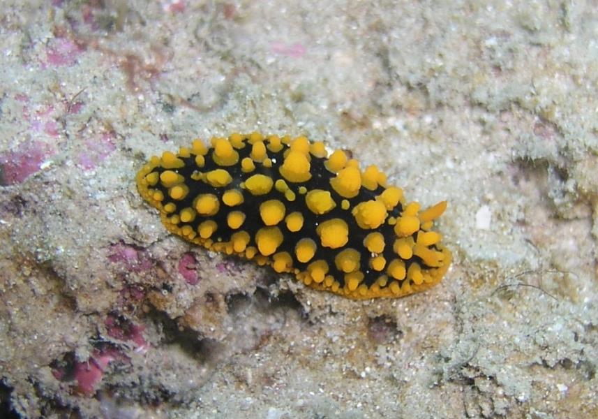 Nudibranch 3 - Dive 287