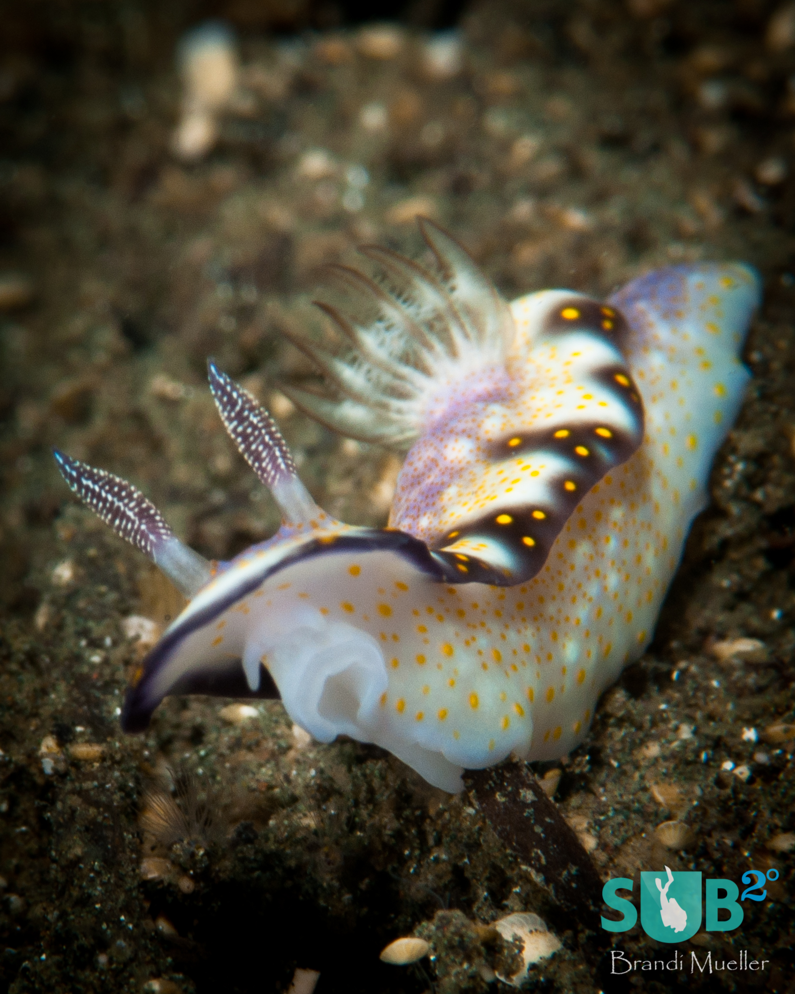 This nudibranch was crawling around the black sand during a muck dive.