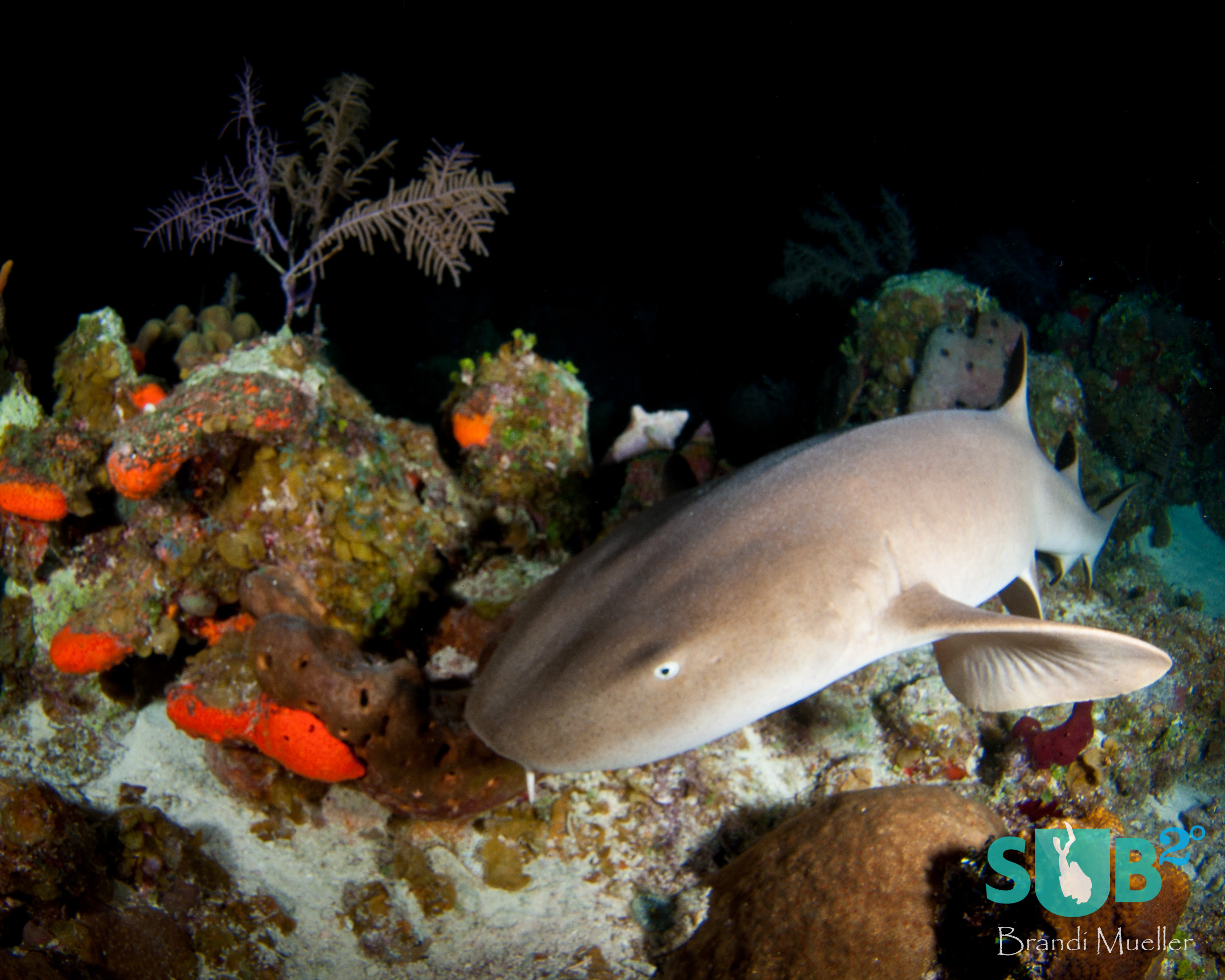 A nurse shark, which is usually inactive and hiding during the day, is seen on a night dive hunting out on the reef.