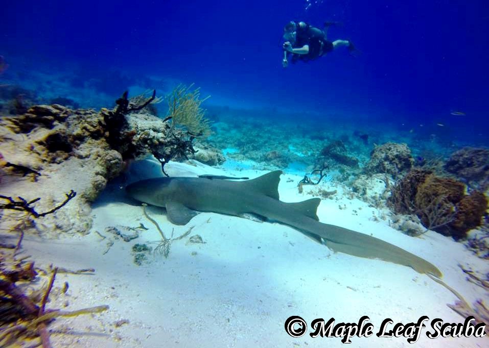 Do you like sharks?

The nurse shark is a docile shark. It moves slowly, sluggishly and hunts alone. It ingests the prey by sucking it from the water.

Come check us out and dive next a nurse sharks!

info@mapleleafscuba.com
http://mapleleafscuba.com 

