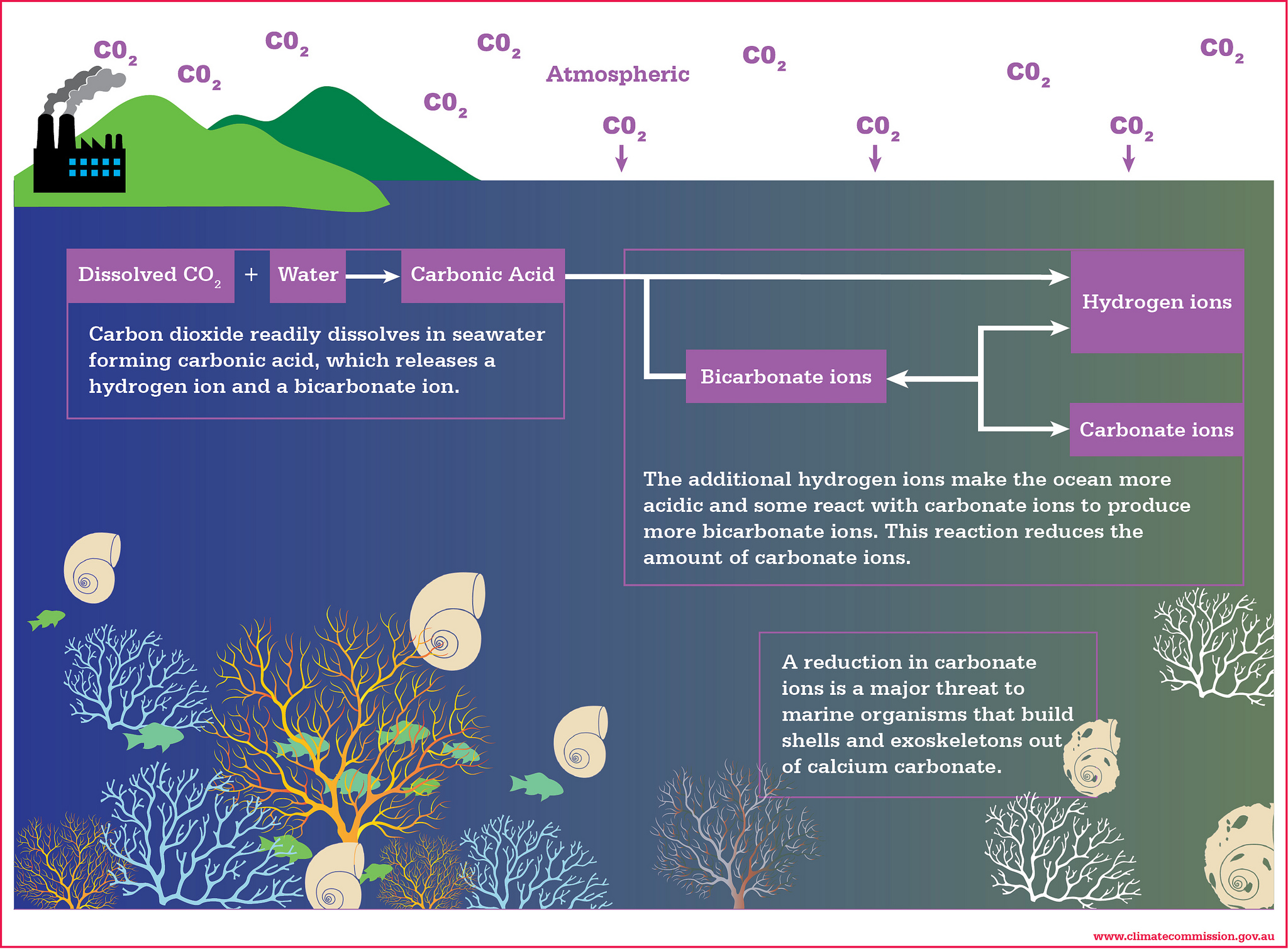 Ocean Acidification Chemistry, Causes & Consequences