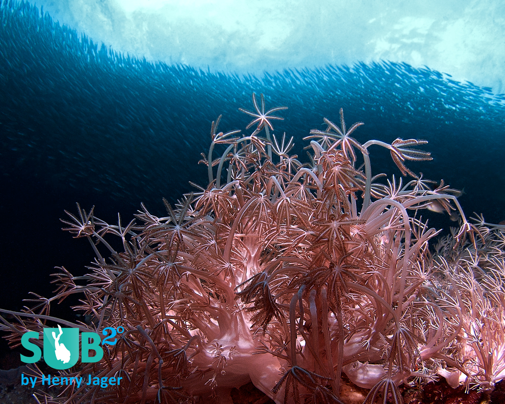 The beautiful soft coral scenery with the school of sardines in the background.