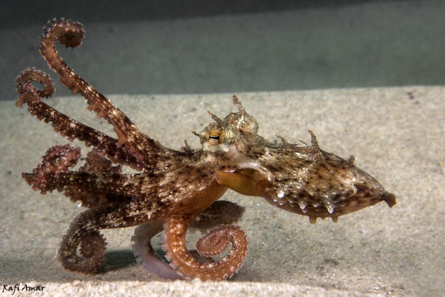Octopus going