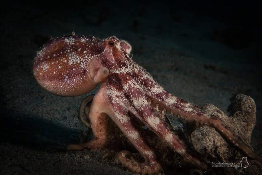 Octopus Mototi