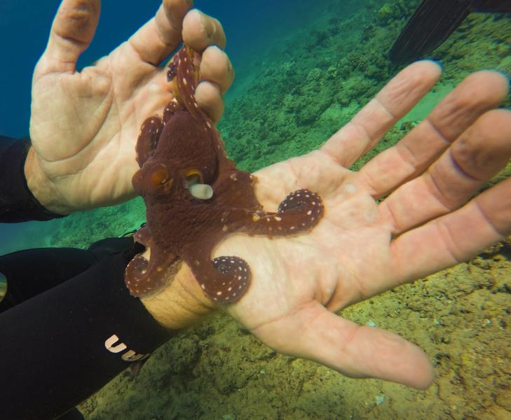 octopushands