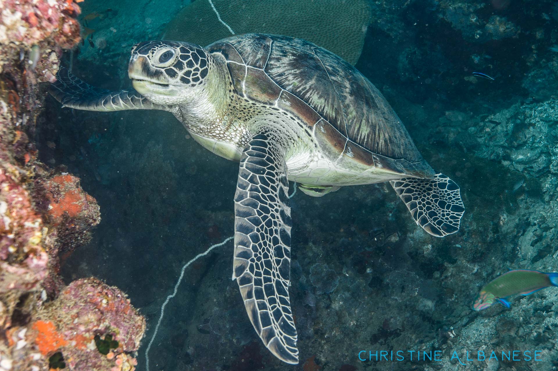 Turtles are so chill! You can get so close to them and they couldn't care less 😋

This chunky green turtle wss spotted at Shark Island having his breakfast.