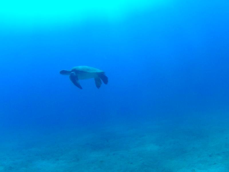 olive ridley